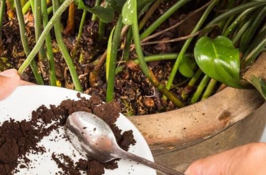 养花土壤“硬邦邦”？改了4个“臭毛病”，松软如面包，养啥都壮