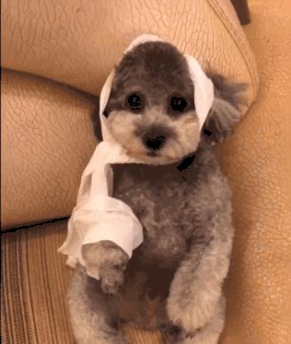 狗狗老是撕卫生纸怎么训,怎么让狗狗不再撕纸