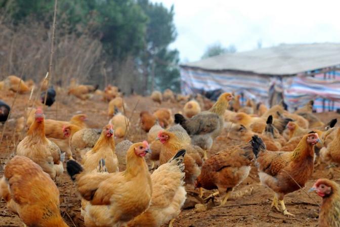 养鸡怎么避免套路,养鸡怎么规避风险呢