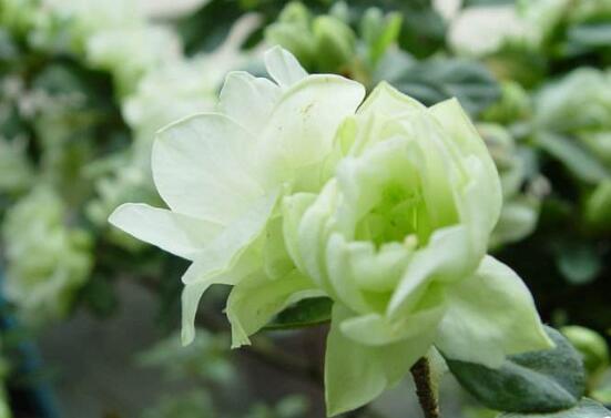 杜鹃花十大品种排名及图片欣赏,杜鹃花的品种有哪些图片