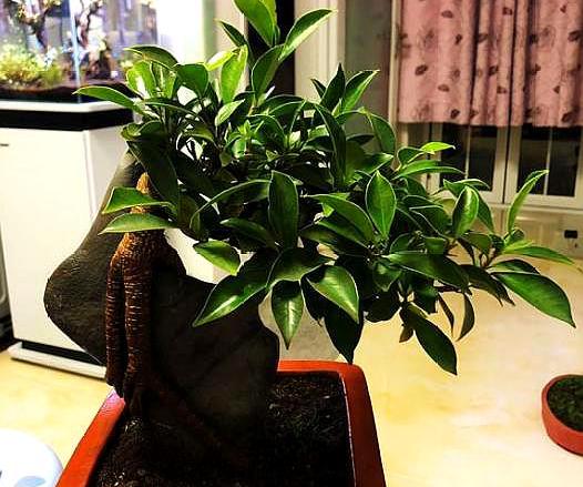 用泥炭酸性土养殖榕树可以吗,榕树盆景怎么养才能长得茂盛