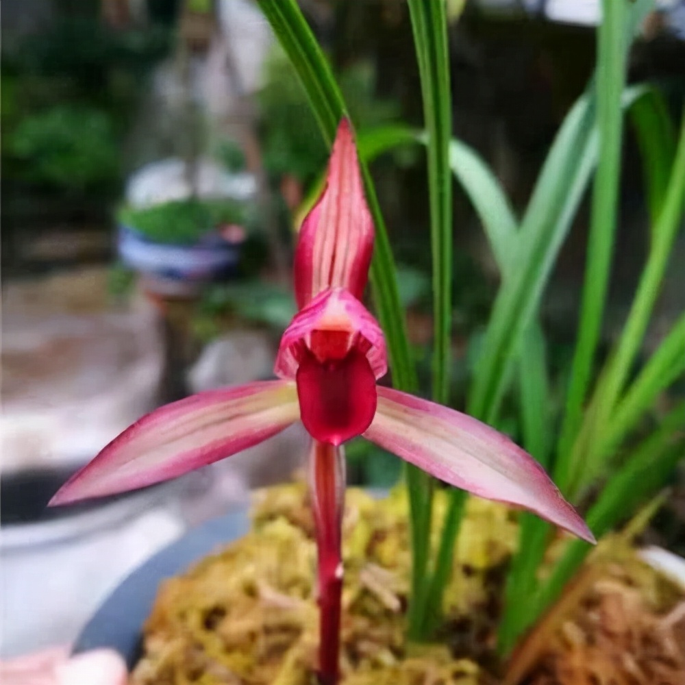 拒绝杂交兰，此兰火了30余年，夺得兰展金奖，顶级红素，芳香四溢