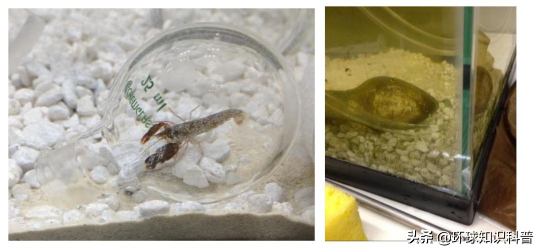 「科普」这种小虾能“袭击”军舰，我们成功缴获了它的*器武**