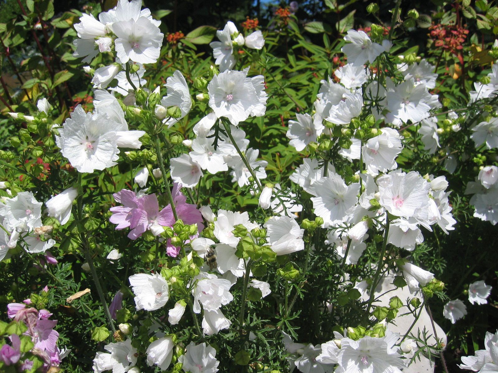 绿山墙的安妮书中的戴安娜,绿山墙的安妮和戴安娜结局