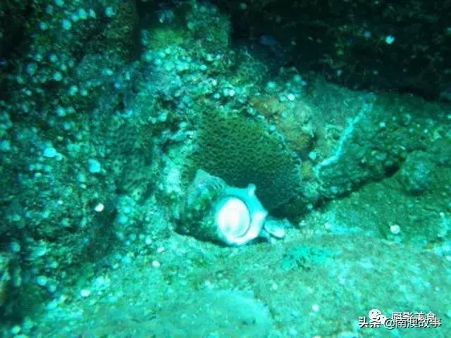 水煮贝壳类海鲜煮多久,海边海鲜用什么水煮好吃