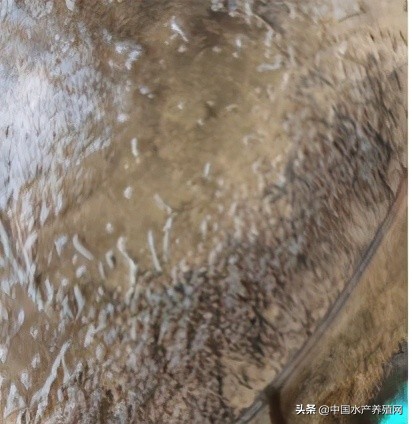 中草药制剂HCV弧菌病能防治、修复肝胰腺，广东省农业力推技术