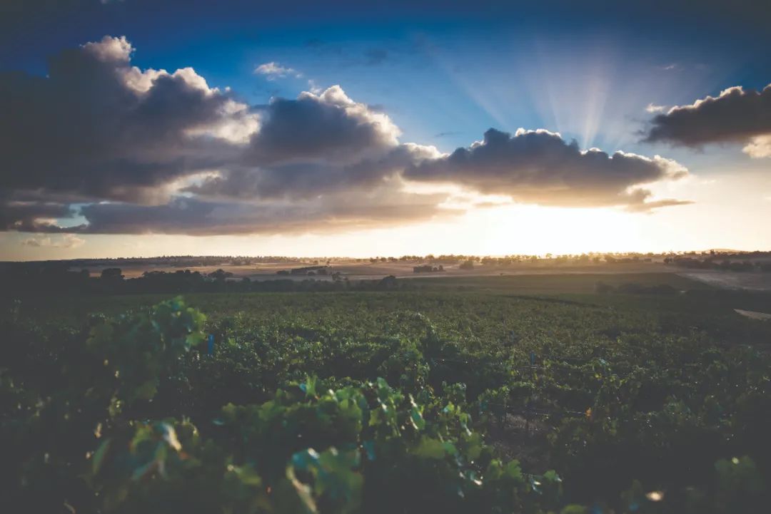 澳大利亚葡萄酒性价比探析,澳大利亚葡萄酒品牌有哪些