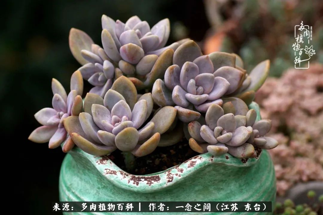 一见多肉误终生,一见多肉误终生从此入了养花坑