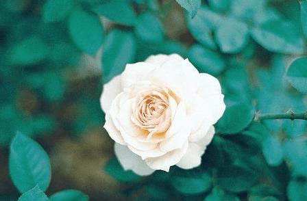 送给女朋友的生日祝福语短信,发给女友的新年短信祝福语