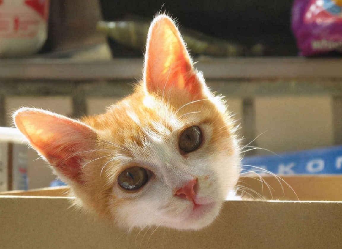 中华田园猫弃养率最高,田园猫被弃养以后会怎么样