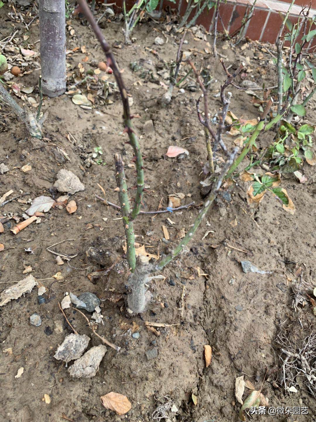 藤本月季枯枝病的症状和治疗方法,月季枯枝叶脉黄叶片绿一碰就掉