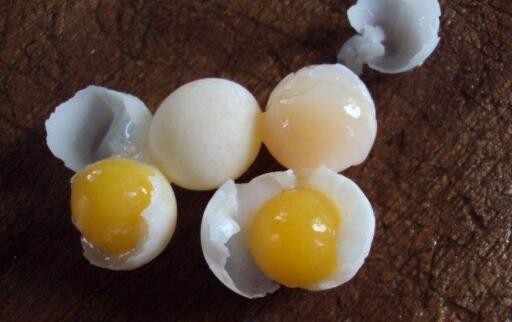 鸵鸟蛋真的比土鸡蛋营养高吗,鸽子蛋与小鸡蛋的营养区别