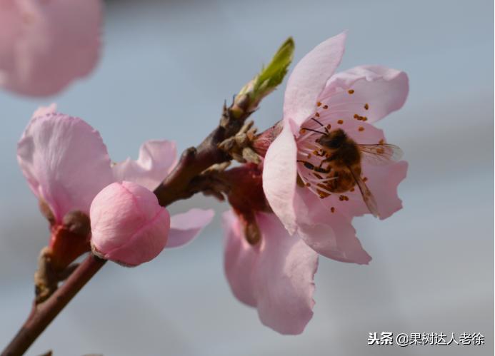 大棚桃树花期可以抹芽,大棚桃种植前景