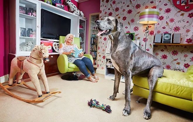 吉尼斯世界纪录最大的狗排名,吉尼斯记录体型最大的狗