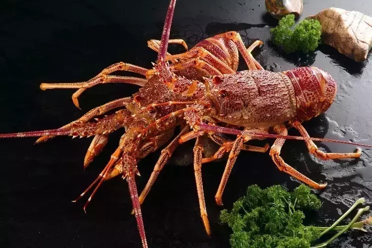 史上最全面的海鲜大咖,史上最全海鲜视频