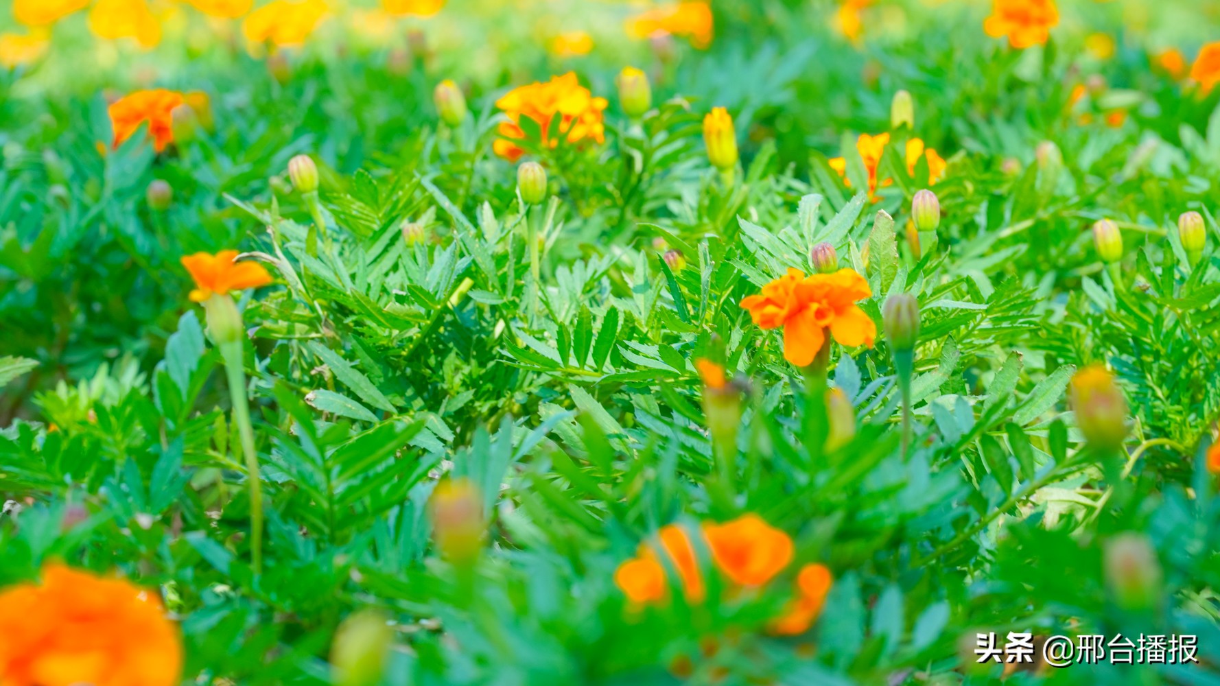 邯郸园博园值得一去吗,是什么限制了我的想像