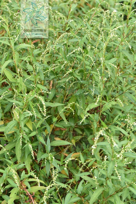 水蓼草药功效与作用,水蓼治疗下身有湿气吗