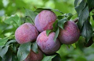 三华李挂果期管理技术,三华李栽培技术视频