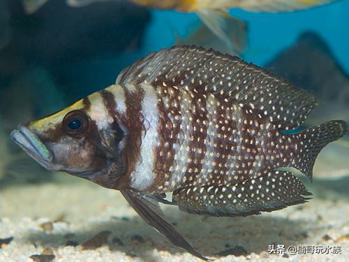 鱼缸里的苏门答腊虎,水族箱养虎虾