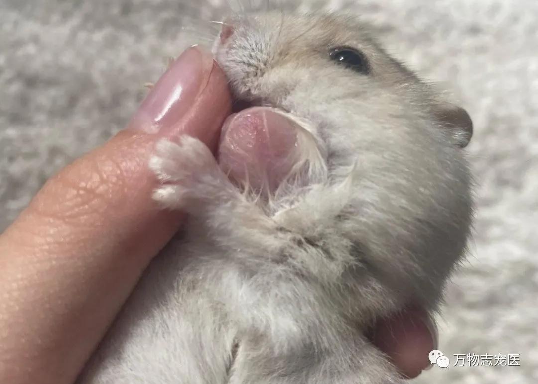常见仓鼠疾病图片高清可爱,养仓鼠患呼吸道疾病