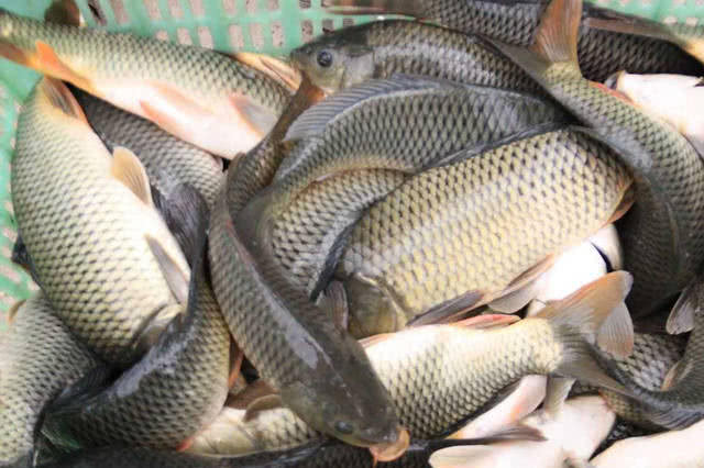 黑坑老板耍的“五个猫腻”别苦了钓鱼人