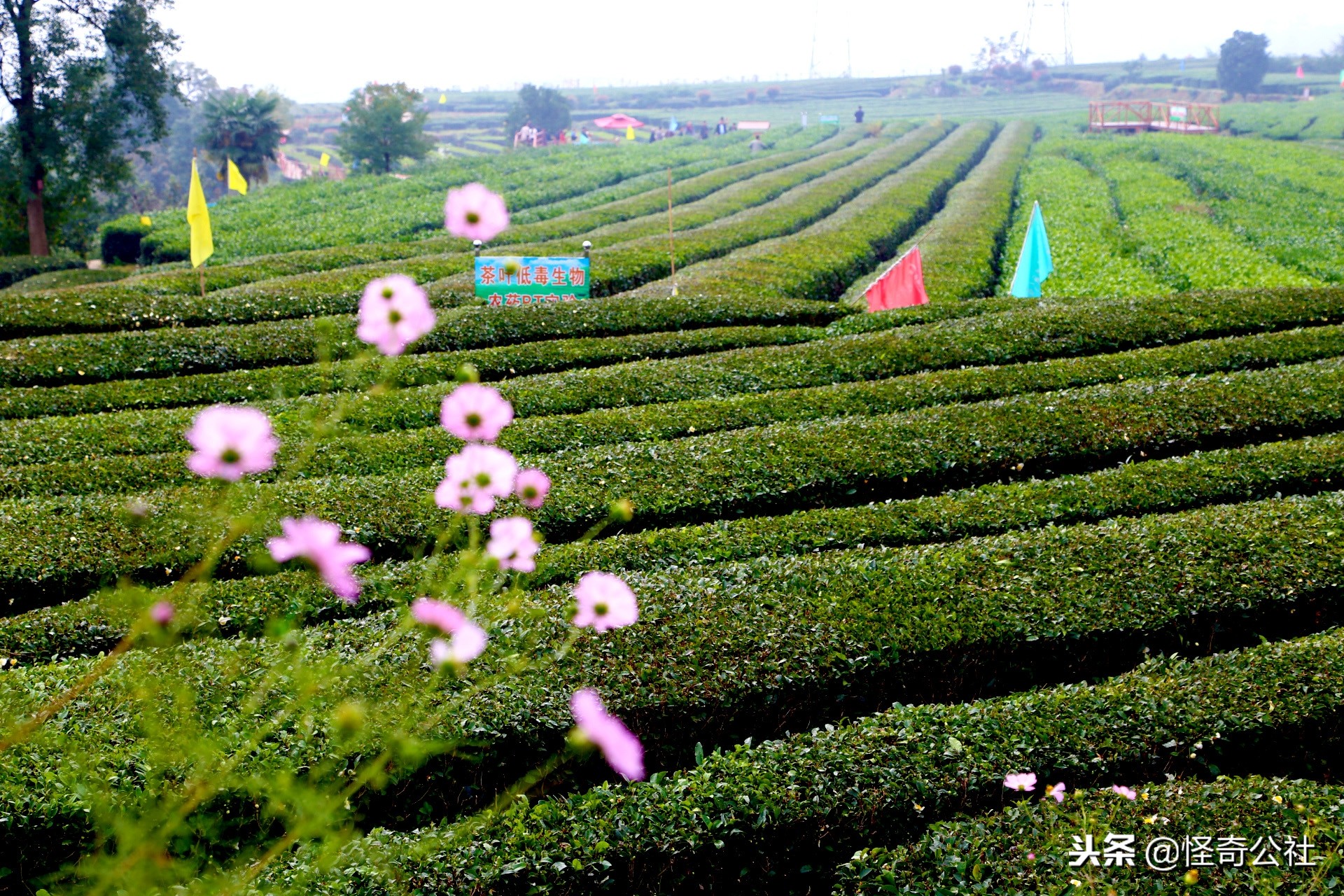 享誉世界的百年品牌——宜昌宜红，“万里茶道”上的新亮点