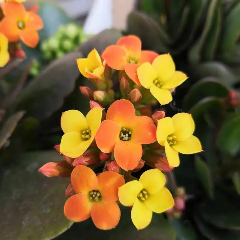 单瓣长寿花品种大全图,长寿花单瓣最好看的品种