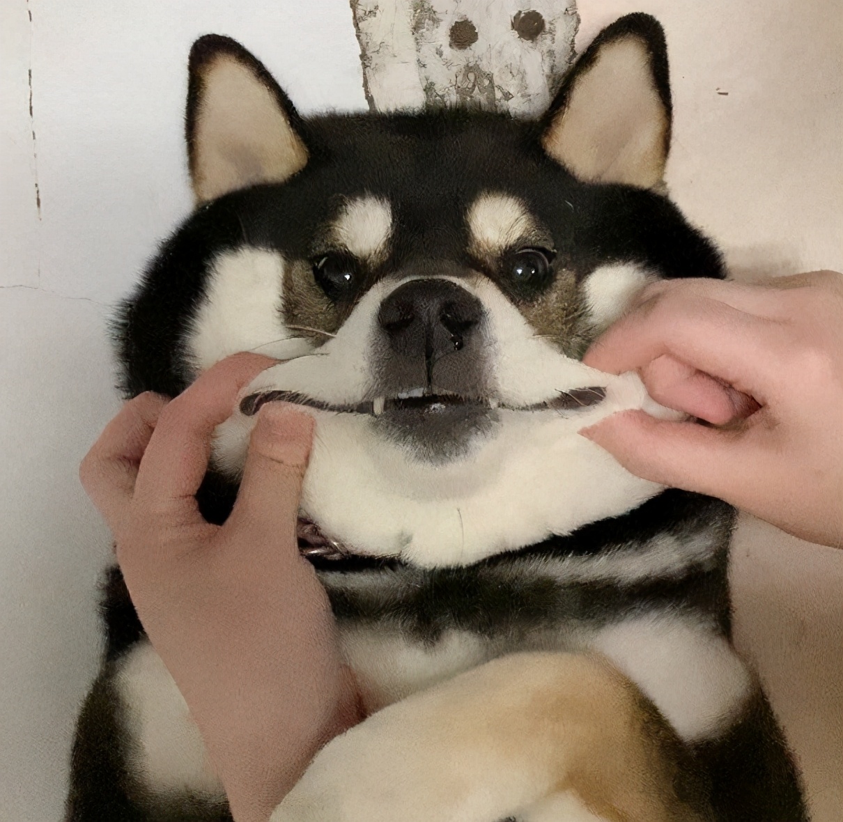 柴犬为什么价格悬殊那么大,价格高柴犬和价格低柴犬对比