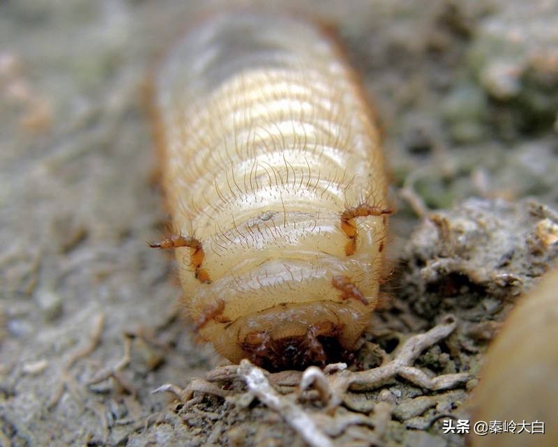 土豆有地蚕虫怎么治,土豆地里有土蚕怎么治