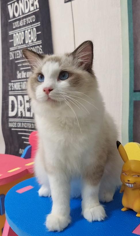 布偶猫贵在哪里,怎么挑选一只好的布偶猫