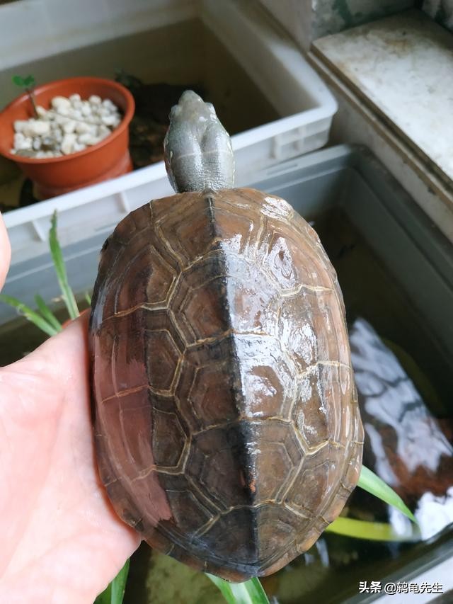 巴西龟白眼病怎么治最快最有效,巴西龟白眼病治疗方法