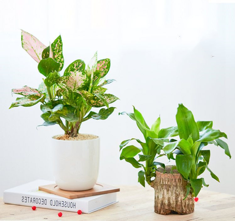 传统万年青的养殖方法,万年青怎么养才茂盛