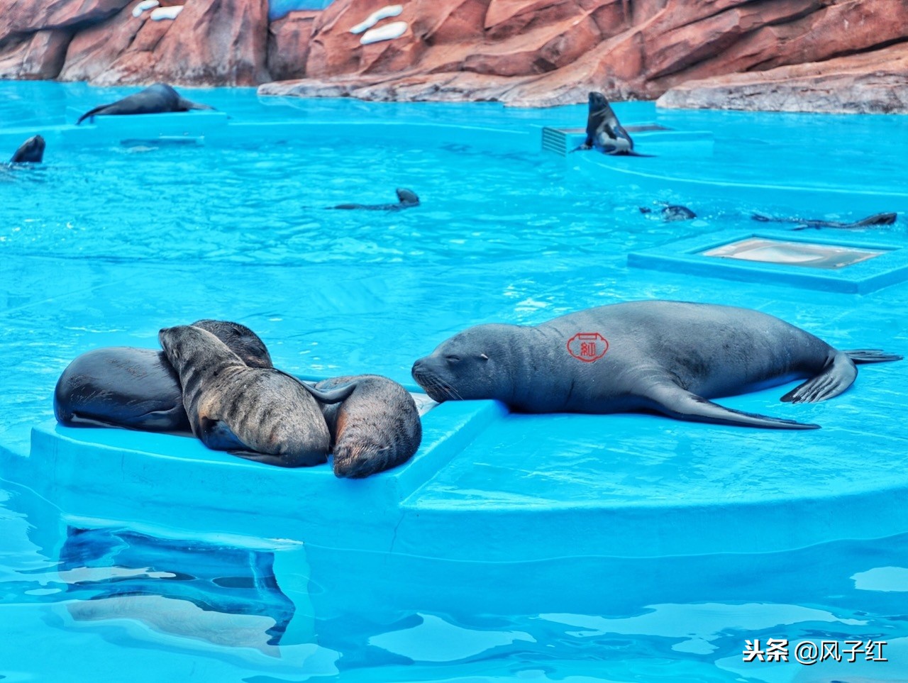 上海新地标丨海昌海洋公园一日游园玩法攻略