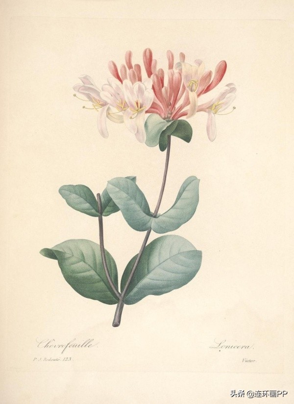 插画风简单的花手绘图片,唯美手绘田园插画图片大全