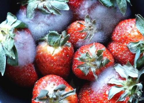 冻伤的水果还能吃吗,冻伤水果有什么好处