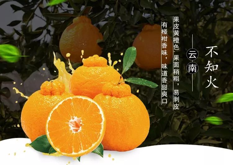 那些被人误解的耙耙柑,不知火丑柑与耙耙柑的区别