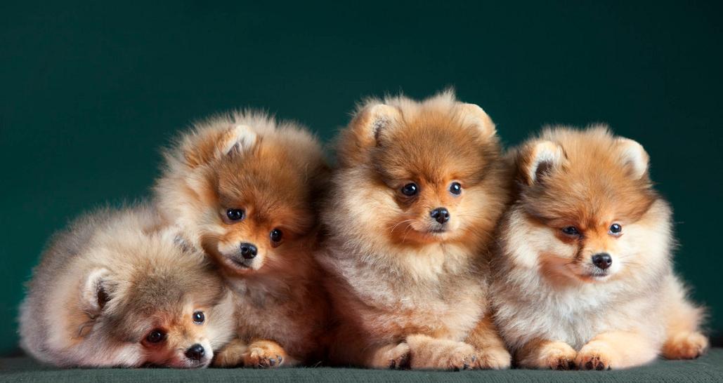 狗狗又开始乱拉大小便,狗狗在家随地大小便问题及训练