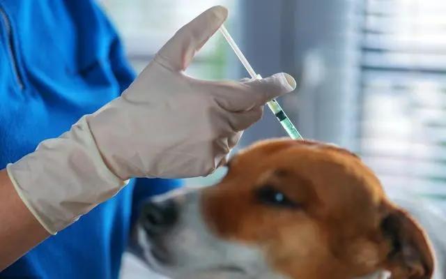 搜救犬排队打疫苗,狗子以为加鸡腿,见到医生后,狗子的反应亮了