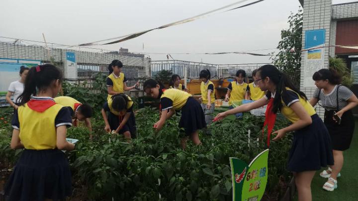 梨园春丰收节,梨树县首届农民丰收节