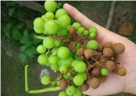 葡萄红蜘蛛病害图片,葡萄病害常用杀菌剂