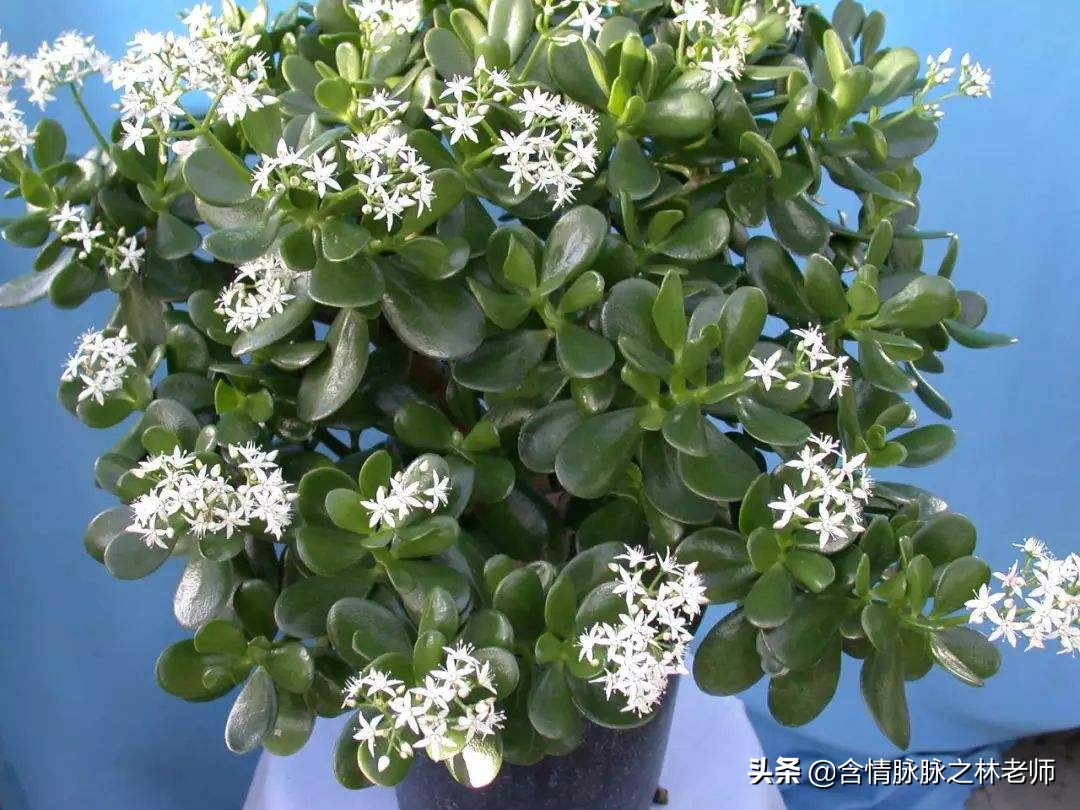 家里植物长得不好有什么说法,家里什么植物都养不好是什么原因