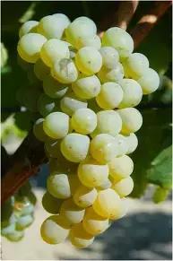 法国波尔多法定葡萄品种,波尔多式葡萄品种大全