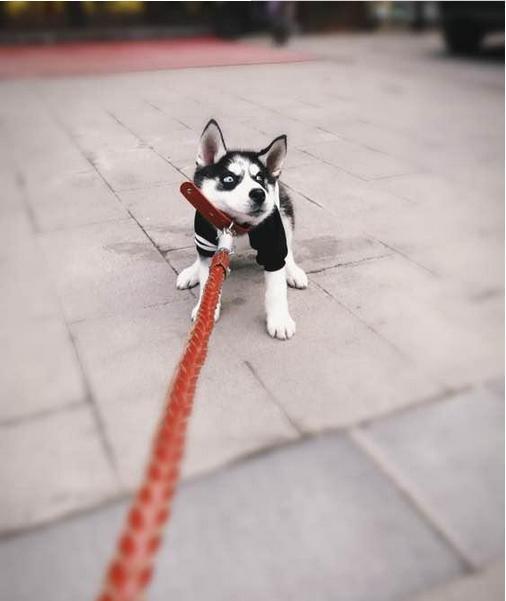 建议穷人养的10种狗便宜的品种,十大不建议穷人养的狗品种