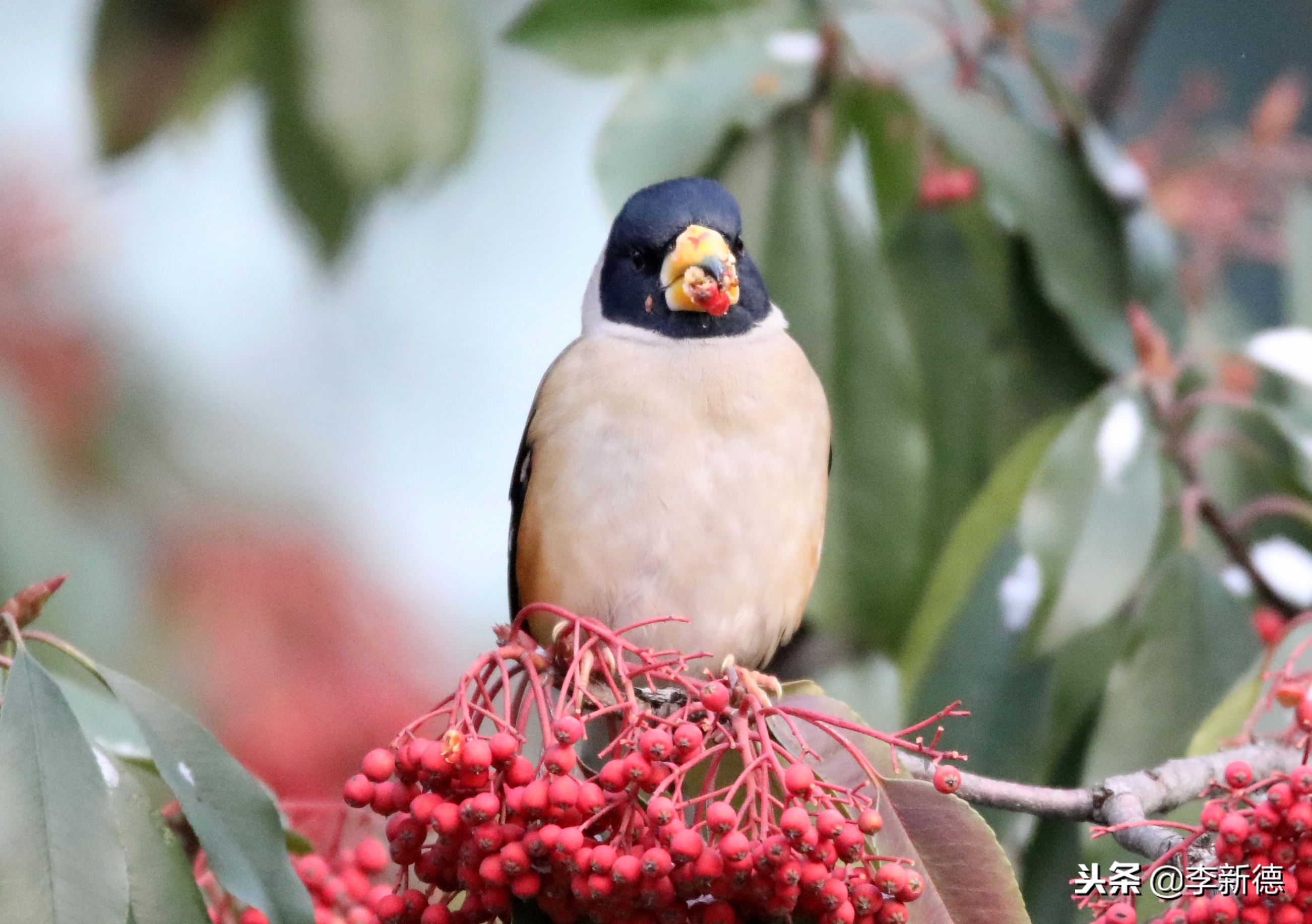 安徽合肥：大雪过后阳光灿烂，铜嘴鸟在树上觅食