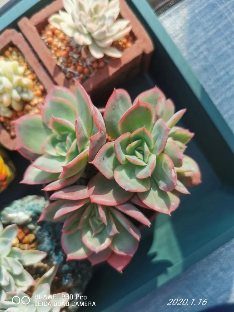 人生就像养多肉一样,人生如同养多肉时间不会怠慢