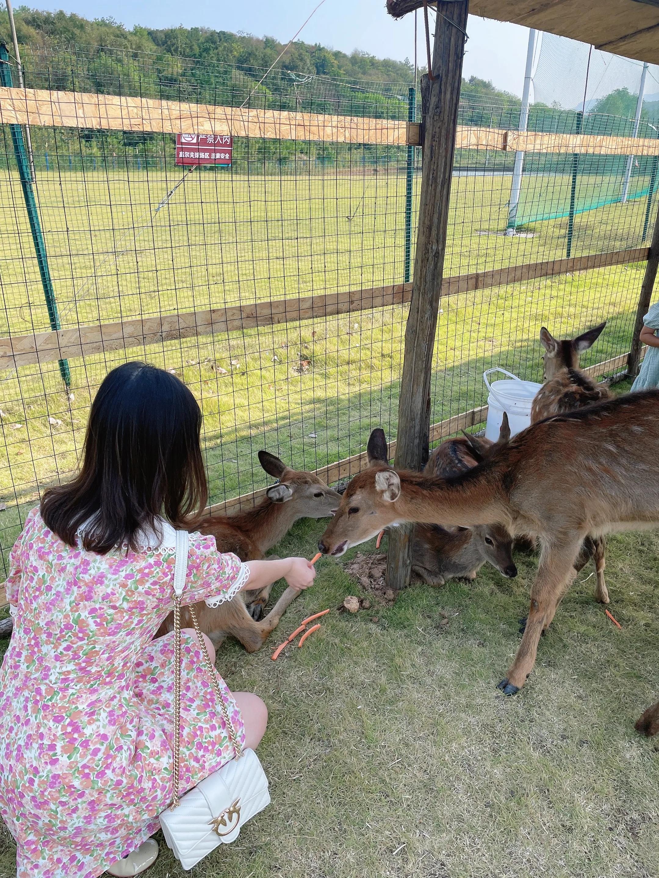 荆门圣境山鹿岛,荆门圣境山风景区攻略