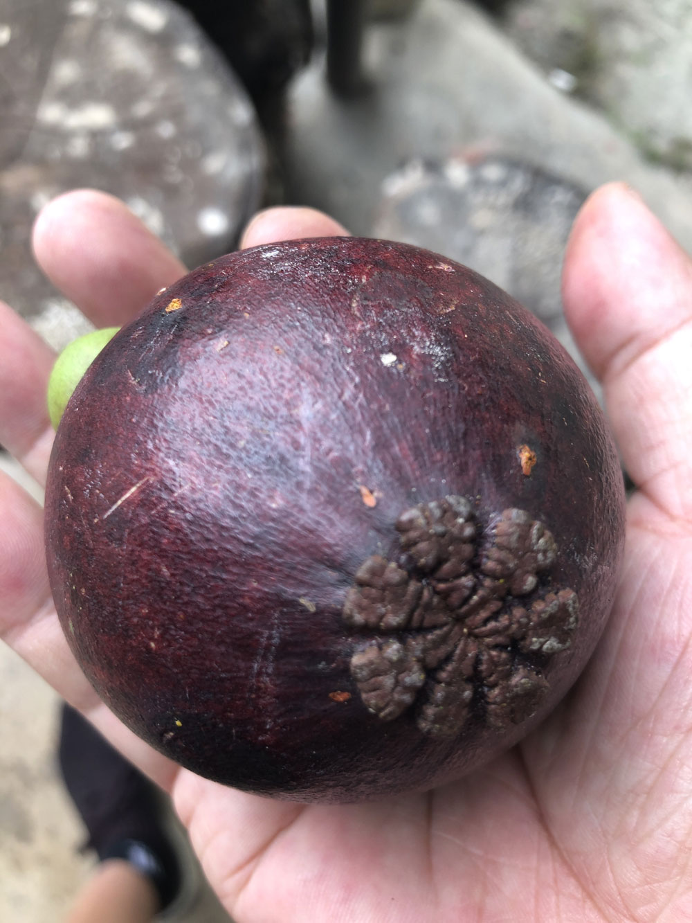 猫山王榴莲的五角星,猫山王五角星榴莲