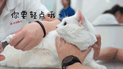 养猫常备哪些药品,家里养猫常备药