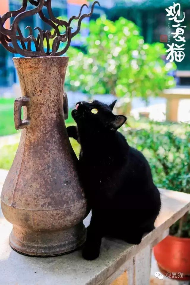 第一只黑猫来历,第一只黑猫是如何诞生的
