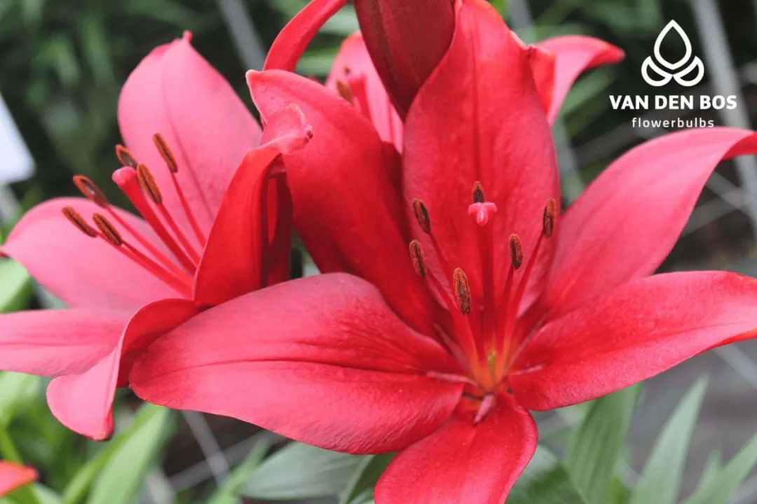 秋日赏花,百合必须要拥有姓名